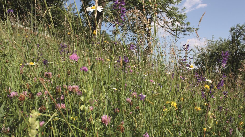 Blumenwiese | © Andrea Bund