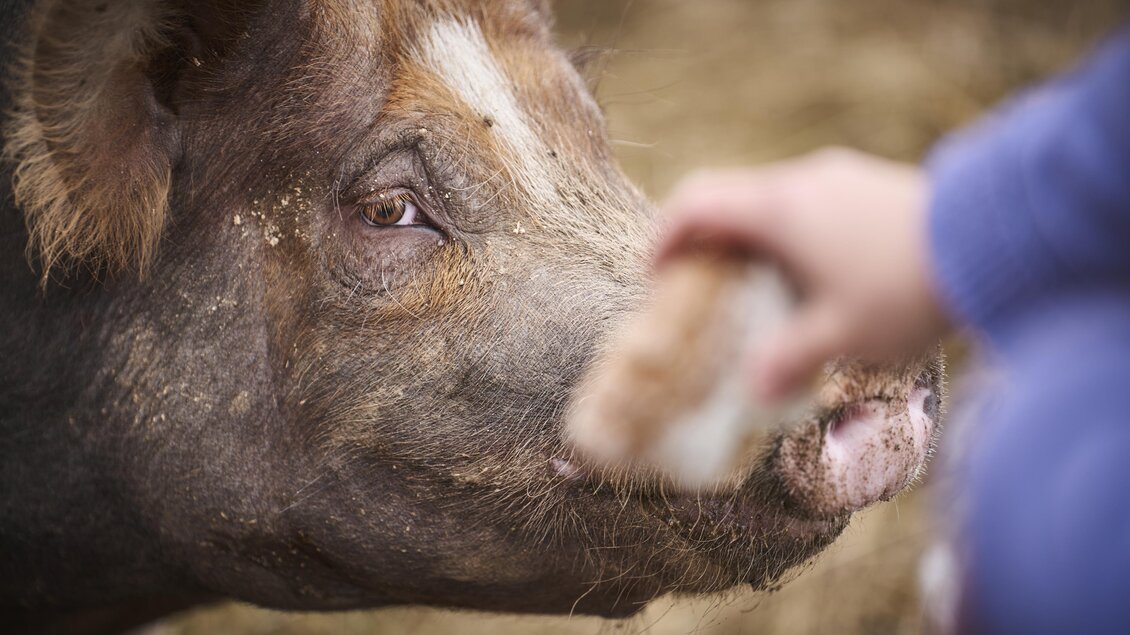 Ein Schwein wird gefüttert. Eine Hand reicht etwas zu fressen. | © Nationalpark Gesäuse