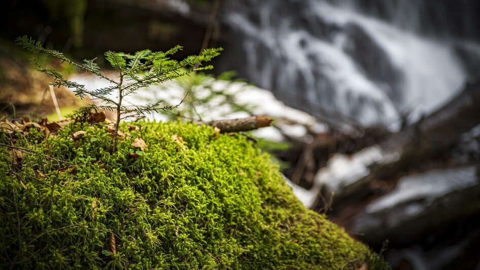 Moos Sulmwasserfall | © Sulmwasserfall