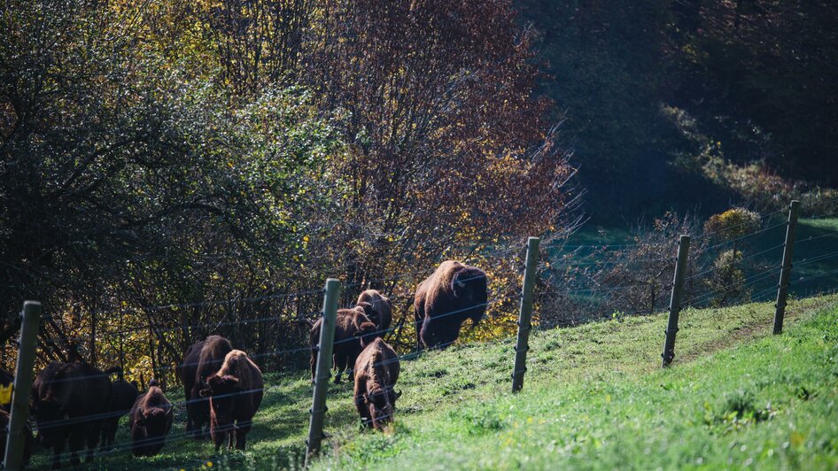 Tatanka Bisonzucht | © Familie Pucher