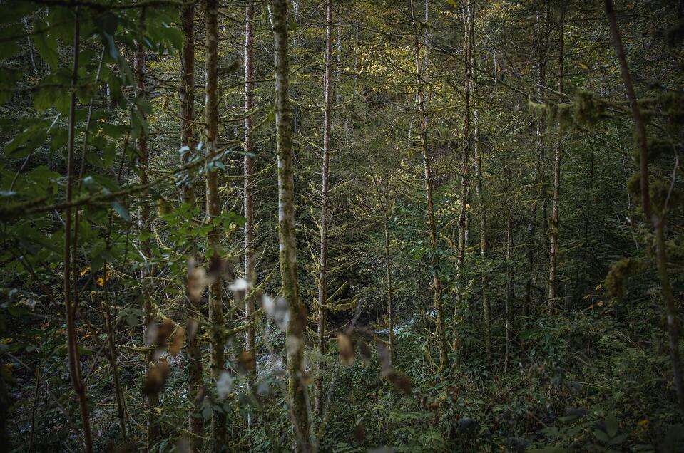 Themenweg "Klimafitter Wald" - Impression #1