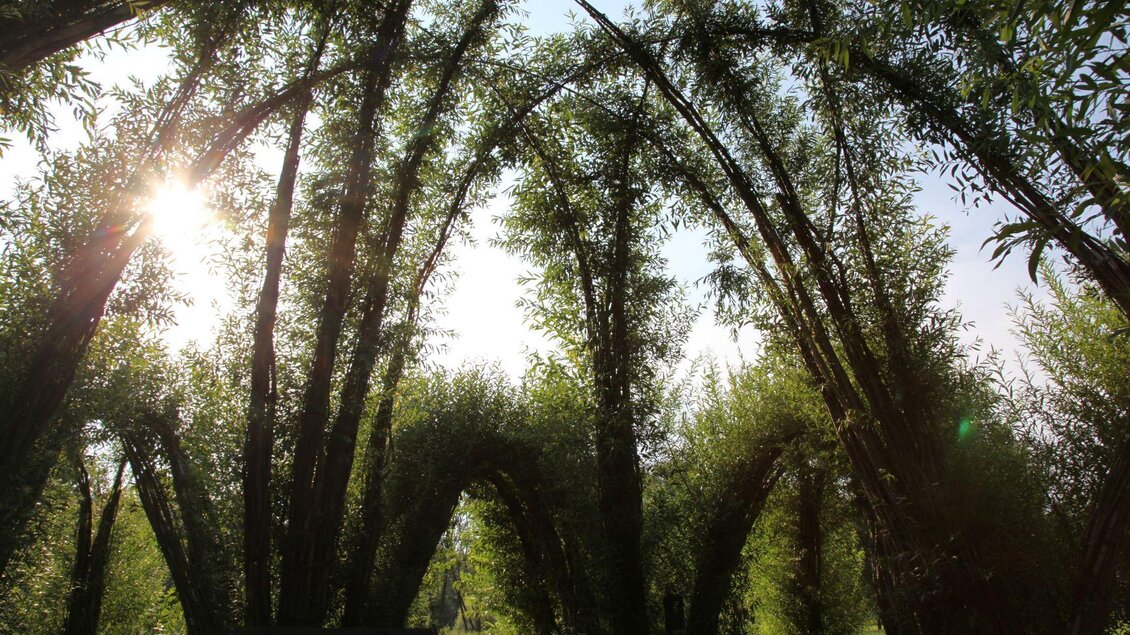 Ein schöner Baumgarten mit hohen, gewölbten Bäumen. Die Sonne scheint durch die Blätter und schafft eine ruhige Atmosphäre. | © Kurkommission Bad Blumau