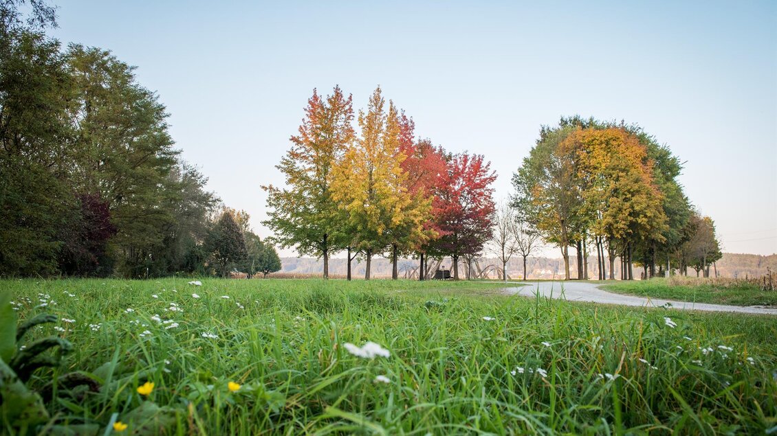 Ein schöner Park mit bunten Bäumen im Herbst. Das Gras ist grün und es ist ein klarer Himmel zu sehen. | © Kurkommission Bad Blumau