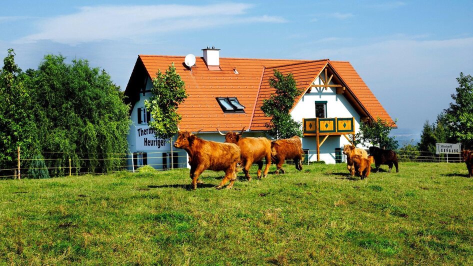 Eigene Hochlandrinderzucht | © Thermenstadl Heuriger