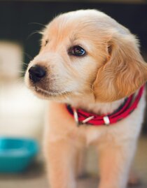 Hund | berkay-gumustekin-unsplash | © berkay-gumustekin-unsplash