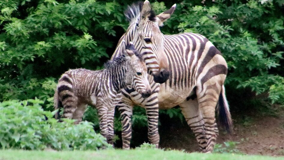 Tierwelt Herberstein_Zebra_Oststeiermark | © Tierwelt Herberstein