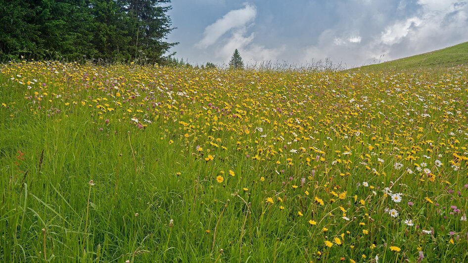 Vorderleitenhütte-Almwiese-Murtal-Steiermark | © Pixabay