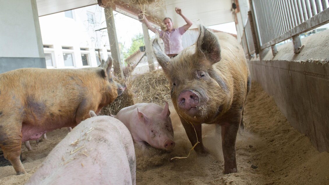 Ein Bauer füttert Schweine in einem Stall. Die Tiere spielen in der Strohhäufung. | © Vulcano Schinkenmanufaktur