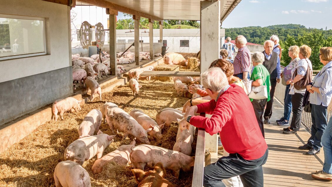 Eine Gruppe von Menschen beobachtet Schweine in einem Stall. Die Tiere liegen auf Stroh und es herrscht eine sonnige Atmosphäre. | © Vulcano