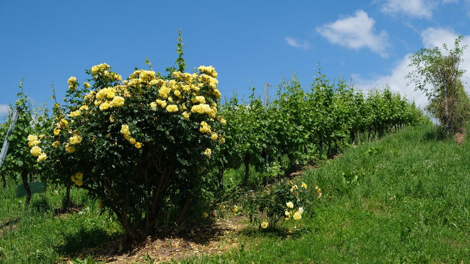 Blühende Rosen im Weingarten Kleindienst | © Schilcherland Steiermark