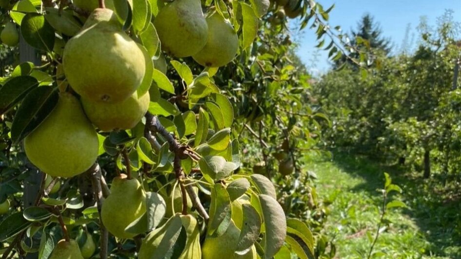 Obst | © Wein- & Genusswelt Garber