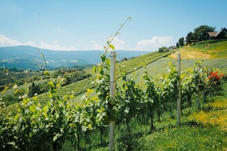 Aussicht Hochgrail Weinberge | © Schilcherland Steiermark