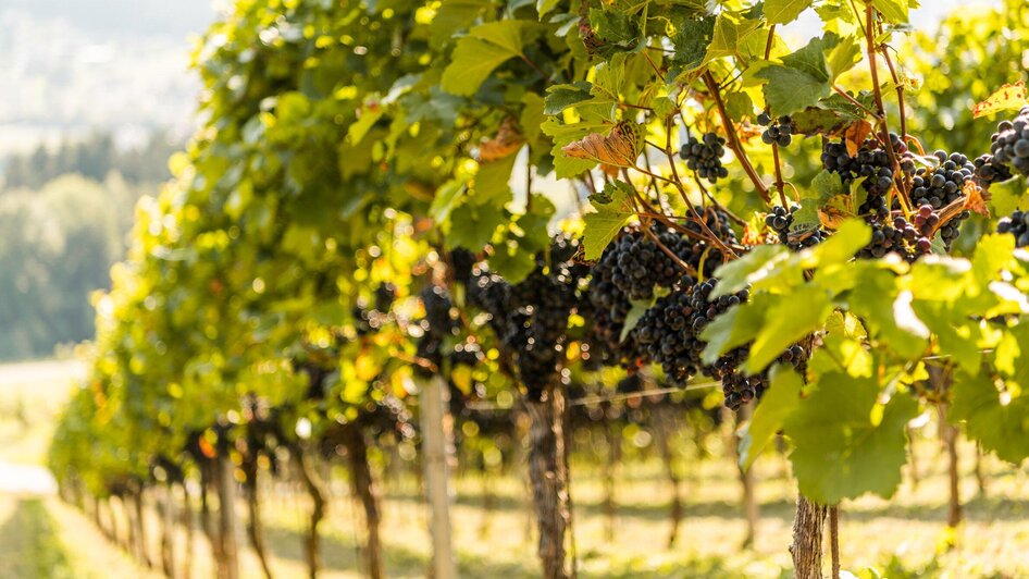 Weingut Kremser-Greitbauer - Impression #2.4
