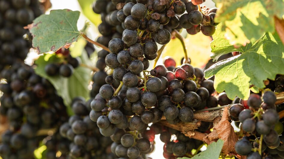 Weingut Kremser-Greitbauer - Impression #2.2