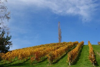 Weingut Lieschnegg (1)