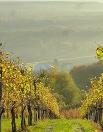 Blick auf den Betrieb | © Weingut Pock | Familie Pock | © Weingut Pock