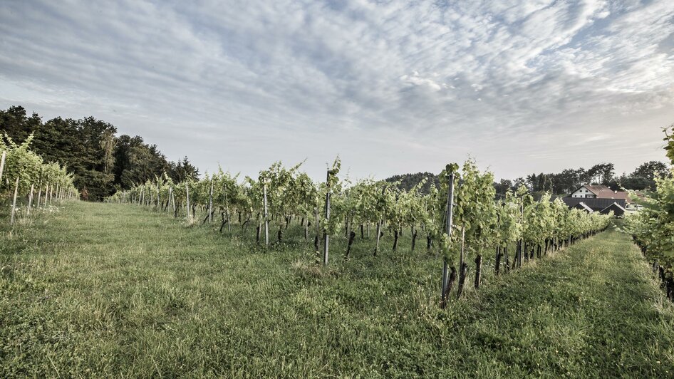 Weingarten | © @pixelmaker | Weingut Skringer