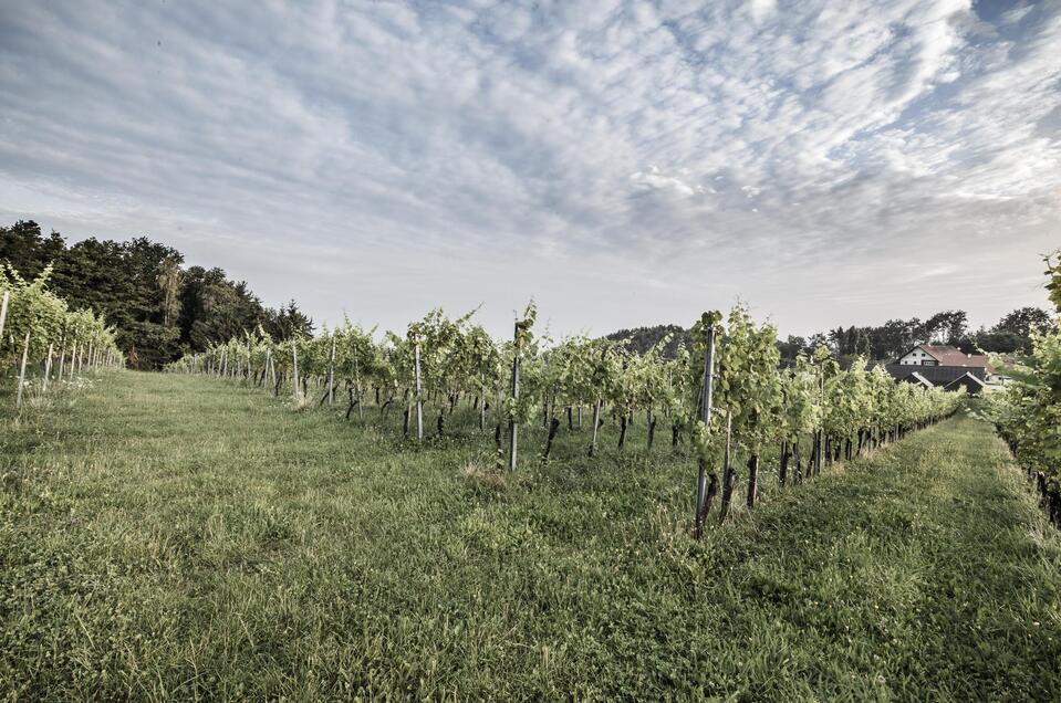 Weingut Skringer Johann und Anneliese - Impression #1 | © @pixelmaker | Weingut Skringer