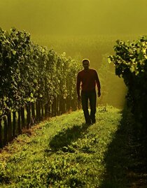 Weingarten - Weingut Trummer | © Weingut Trummer | Weingut Trummer | © Weingut Trummer