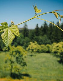 Weinrebe | © TV Südsteiermark - Lupi Spuma | TV Südsteiermark - Lupi Spuma | © TV Südsteiermark - Lupi Spuma