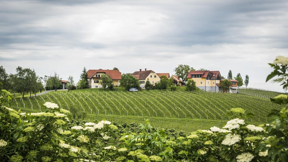 Weinhof umgeben von Weingärten | © Weinhof Reichmann