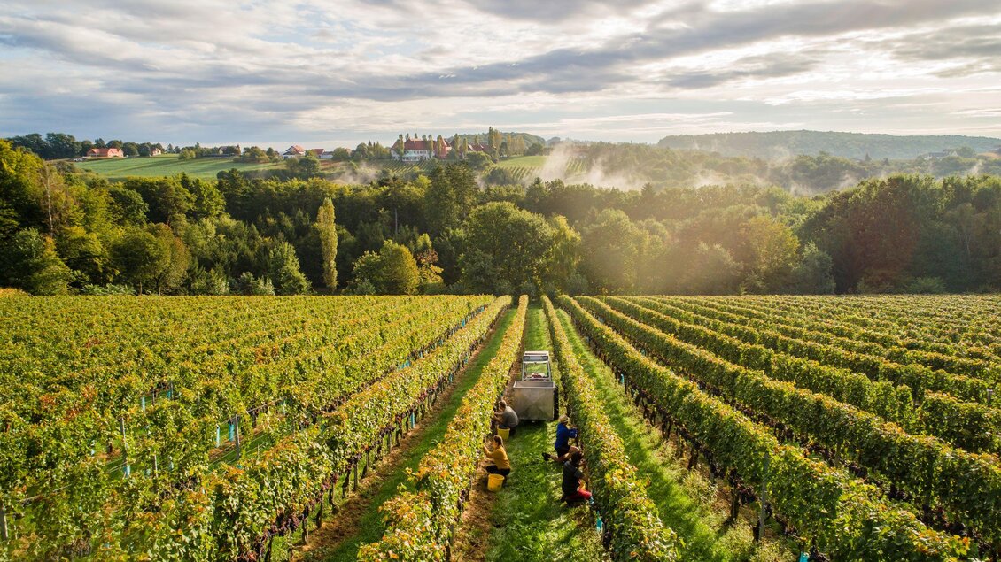 Ein malerischer Weinberg mit Reihen von Rebstöcken und Arbeiter:innen, die die Trauben ernten. Im Hintergrund sind sanfte Hügel und ein bewölkter Himmel zu sehen.