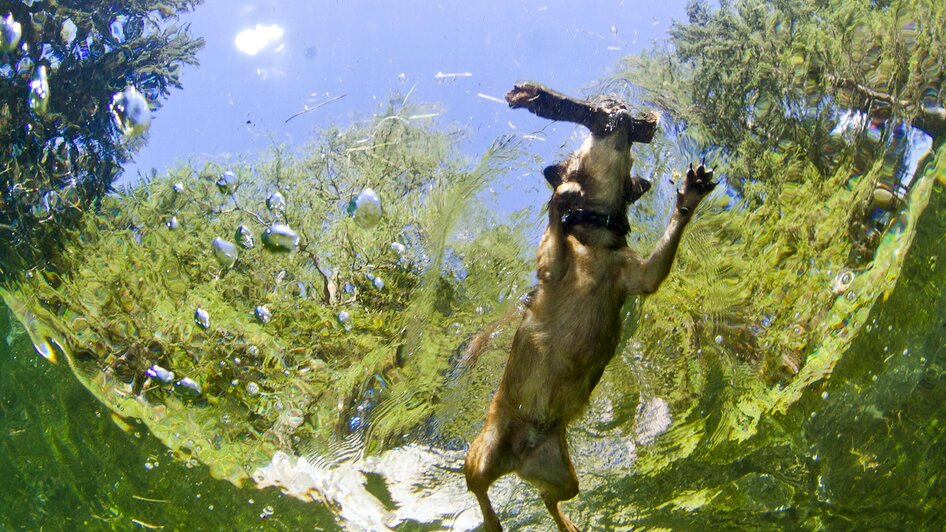 Baden mit Hund | © Steiermark Tourismus