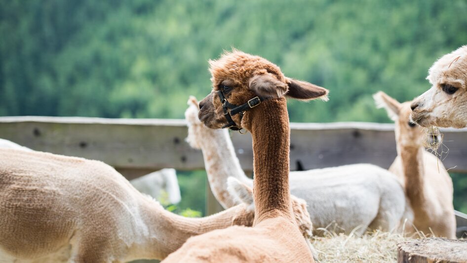 Wieserhof-Alpakas1-Murtal-Steiermark | © Anita Fössl