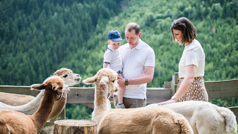 Wieserhof-Alpakas2-Murtal-Steiermark | © Anita Fössl