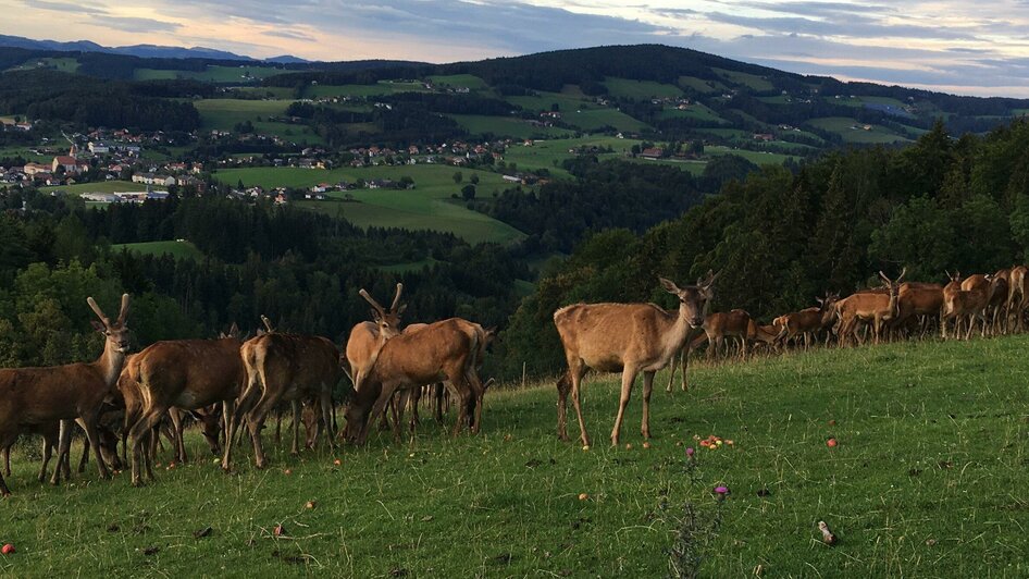 Wildspezialitäten Laban | © Jürgen Laban