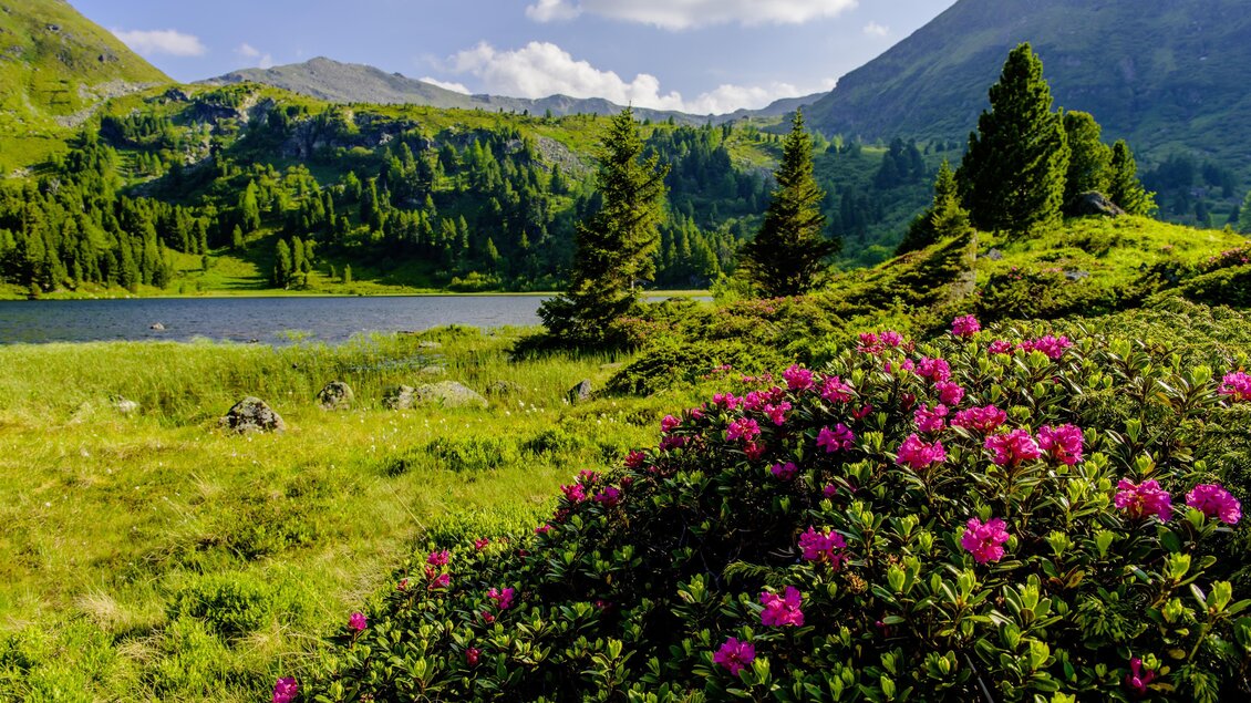 Ein malerischer Landschaftsausblick mit einem klaren See und hügeligen Wiesen. Bunte Rhododendren blühen im Vordergrund, umgeben von grünen Bäumen und Bergen. | © Wolfgang Spekner