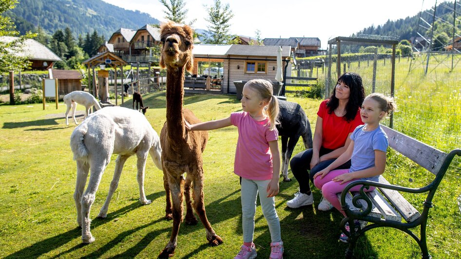 Alpaka streicheln | © Tourismusverband Murau