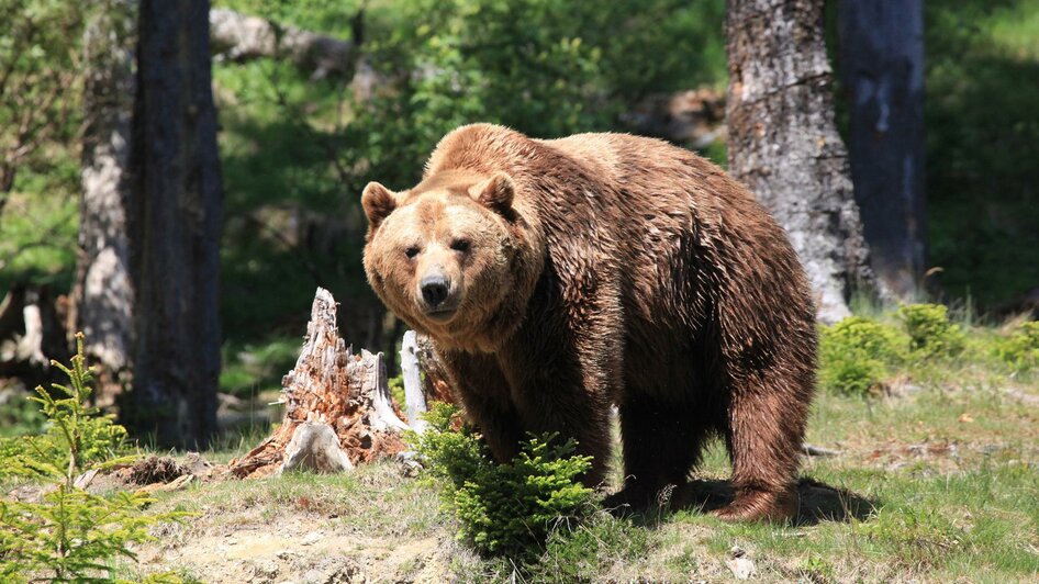 Der Wilde Berg Bär