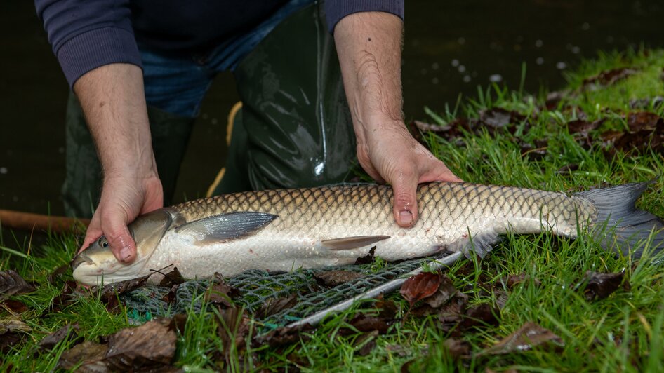 Fischzucht Schlein 1 | © GlaMUR – Genuss am Fluss, Ulrike Korntheuer