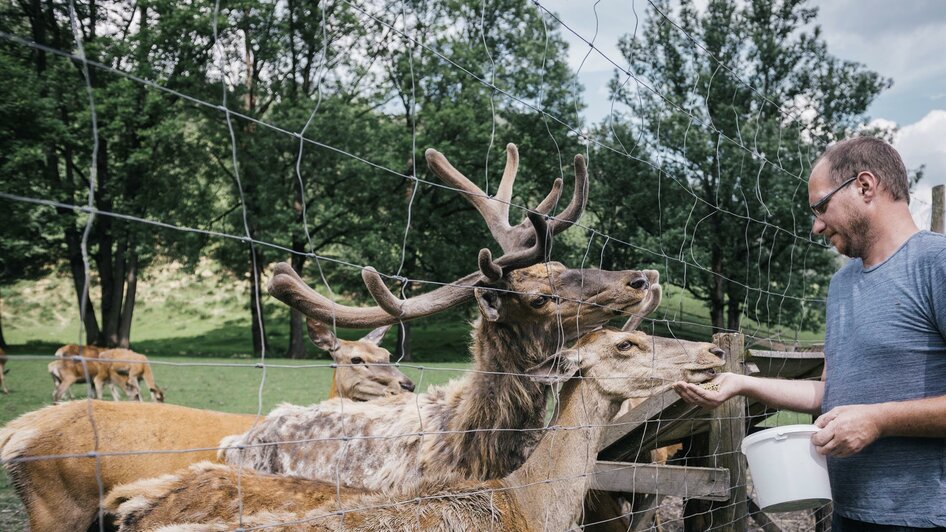 Davidshirsche am Forchnerhof | © Stefan Leitner