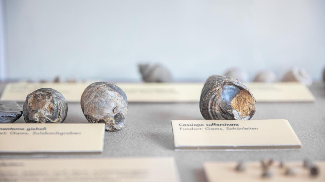 250 Millionen Jahre Erdgeschichte | © Thomas Sattler