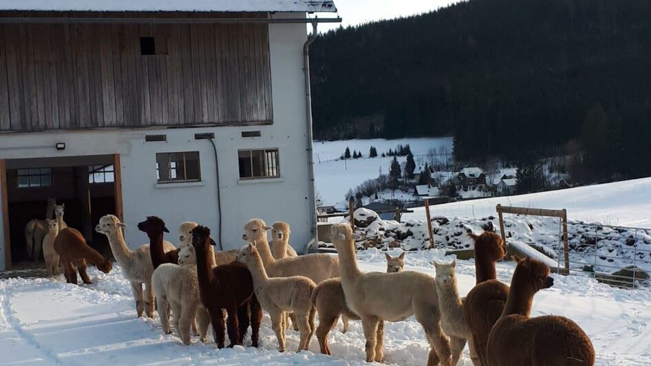 Hochschwab Alpakas 2