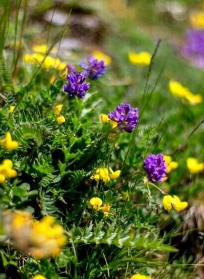 Alpenblumen