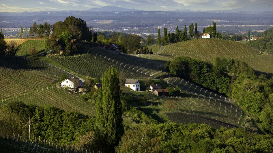 Gamlitz Weinberge