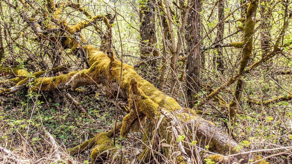 Entlang des Weges im Pürgschachen Moor | © Christian Scheucher