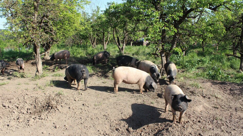 Schweine im Apfelhain - | © pur Naturhof