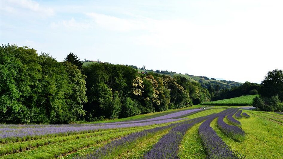 Lavendelfeld | © Nina Weyrer