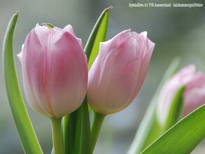 Symbolfoto_Tulpen | © TVB Ausseerland - Salzkammergut_Pirker