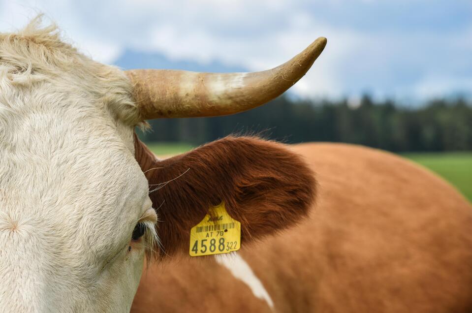 Vermarktungsgemeinschaft Ausseerland-Bauern - Impression #1 | © TVB Ausseerland - Salzkammergut_Jacqueline Korber