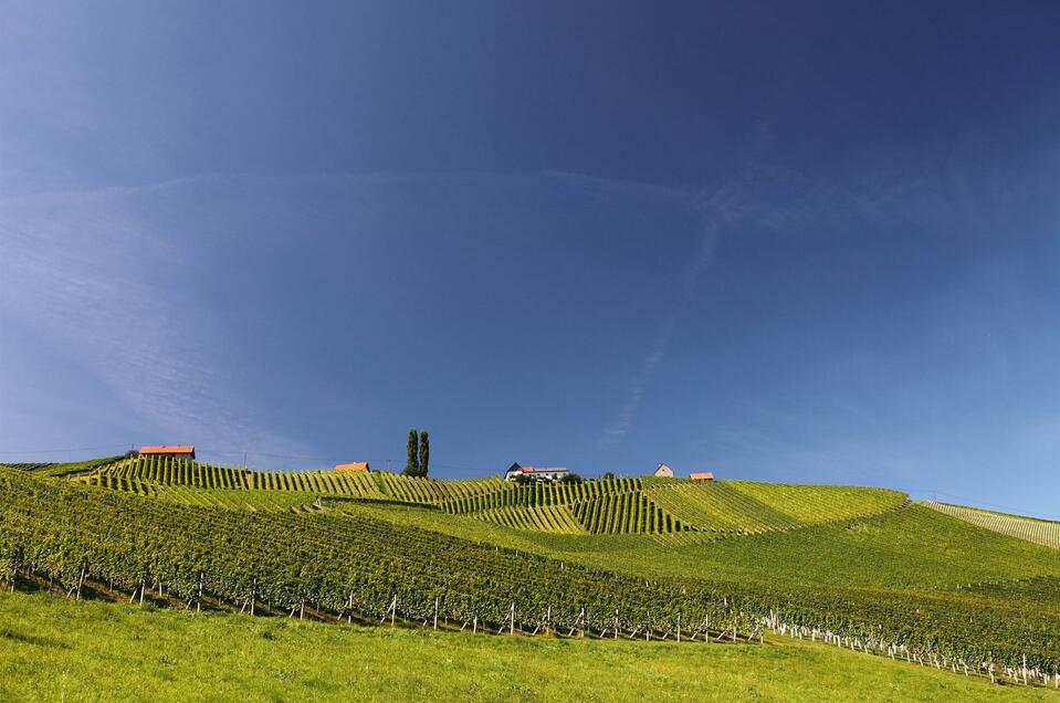 Weinbau Strauß Jakob - Impression #1 | © Edi Aldrian, TV Gamlitz