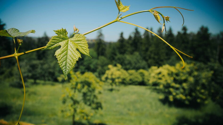 Weinrebe | © Schilcherland Steiermark