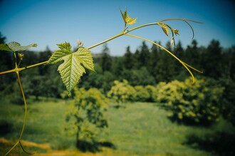 Weinrebe | © Schilcherland Steiermark