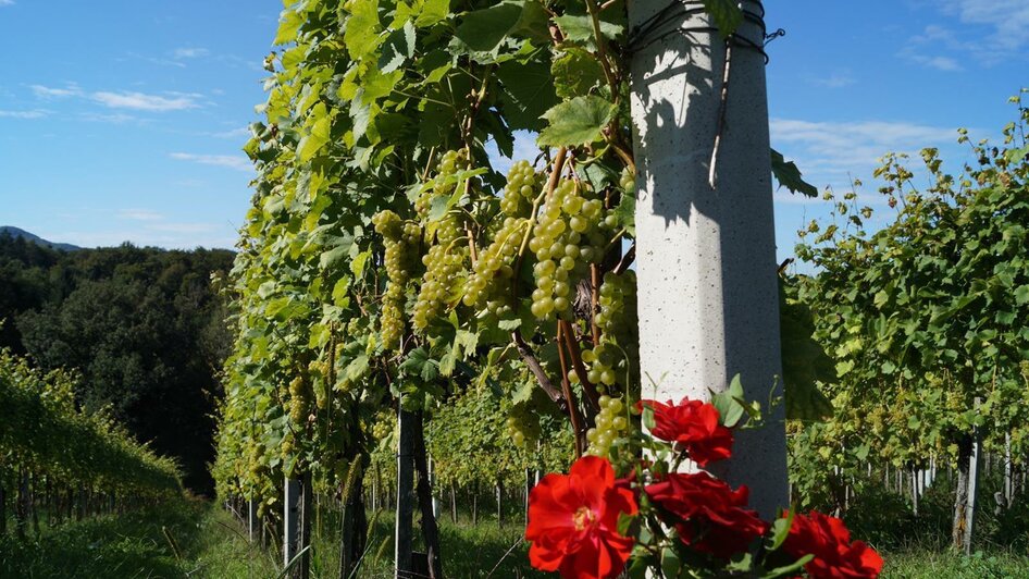 Weingarten  auf vulkanischem Boden | © Weinhof Neuherz