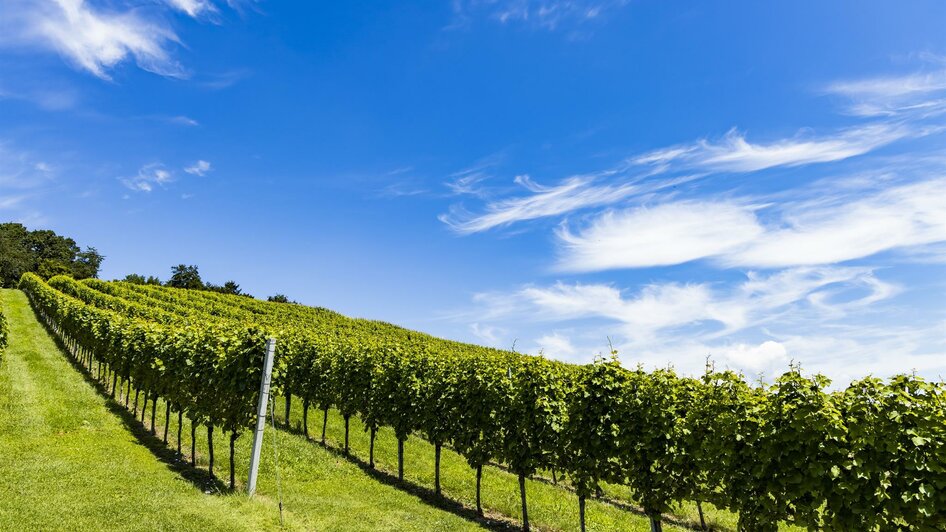 Weingarten im Sommer | © Weinhof Rossmann, Werner Krug