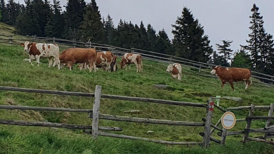 Alpine pasture drive Vorauer Schwaig - Impressionen #2.2